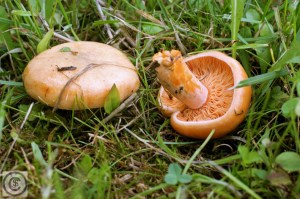 Lactarius deliciosus (1000 x 750).jpg_product_product_product